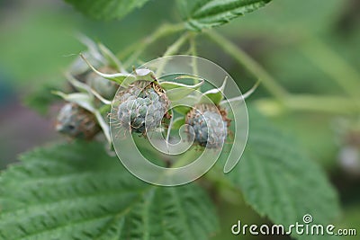 Green unripe raspberry ripens on the branches of a shrub against the background of leaves Stock Photo