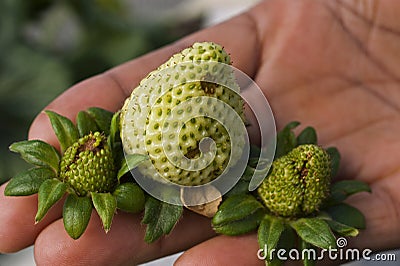 Bollworm damage to green strawberry fruit Stock Photo