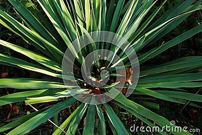 Green plant, palm tree, long pointed leaves of an ornamental plant Stock Photo