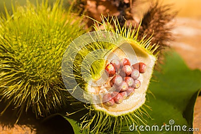 Green Urucum Seeds Stock Photo