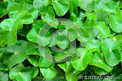 Green vagetable Stock Photo