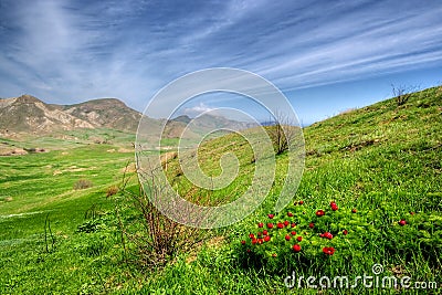 Green valley with wild flowers Stock Photo