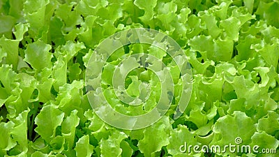 Green vegetable Stock Photo