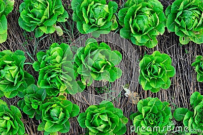 Green vegetable Stock Photo