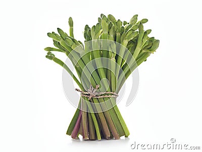 Green vegetable herb fresh on white background Stock Photo