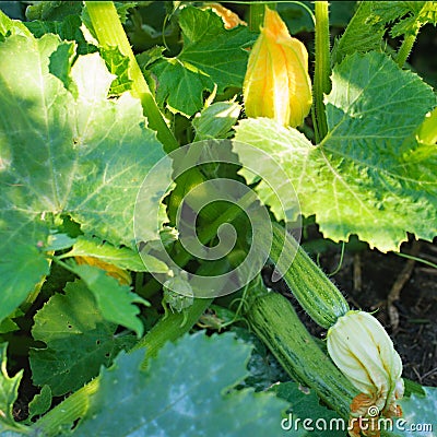 Green vegetable marrow Stock Photo