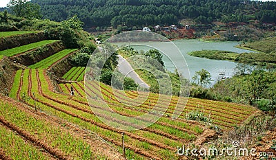 Green vegetable terrace garden and pine jungle Stock Photo