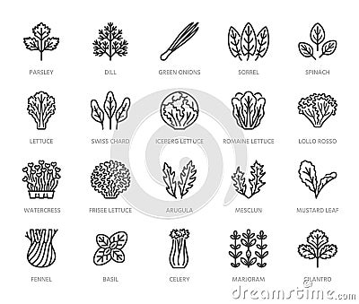 Green vegetables flat line icons set. Lettuce, spinach, cress salad, chard, dill, celery vector illustrations. Outline Vector Illustration