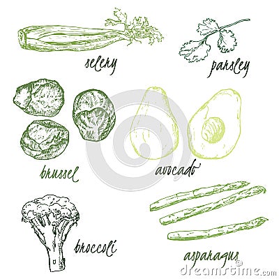 Green vegetables food high in folate, folic acid . Farmers eco and organic food market template. Folate vegetables food Vector Illustration