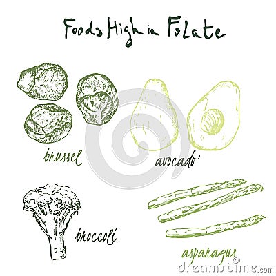 Green vegetables food high in folate, folic acid . Farmers eco and organic food market template. Folate vegetables food Vector Illustration
