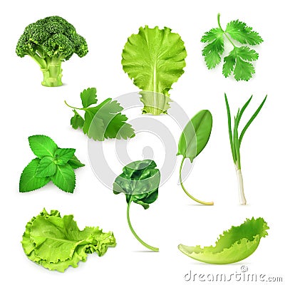 Green vegetables and herbs set Vector Illustration