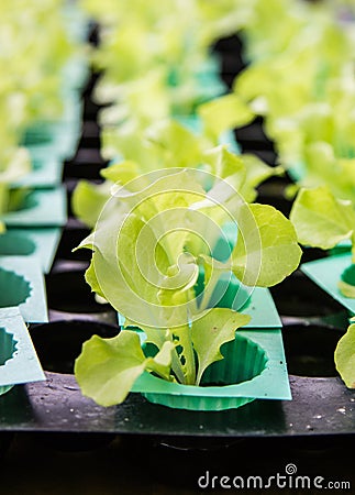 Green vegetables, organic Growing Without Soil Stock Photo