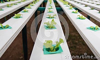 Green vegetables, organic Growing Without Soil Stock Photo