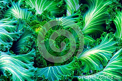 Green Vegetation Stock Photo