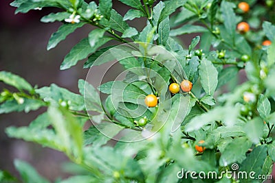 Green vegitation, healthy green vegitable Stock Photo