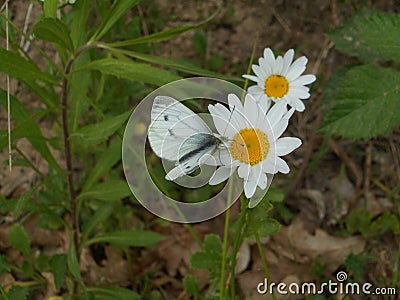 Green-veined white butterfly white black in the forest Stock Photo
