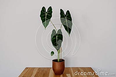 Green Velvet Alocasia `Frydek` Stock Photo