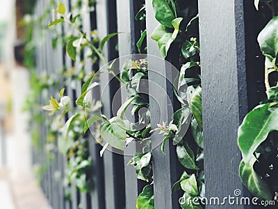 Green Stock Photo