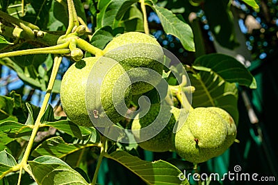 Green verdant walnuts growing in the garden Stock Photo