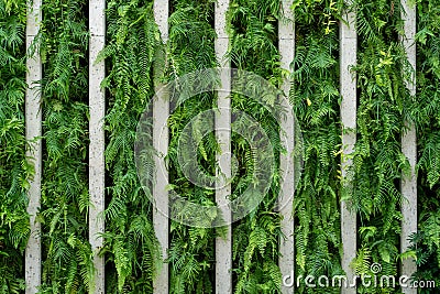 Green vertical wall , enviremental friendly building. Perfect background Stock Photo