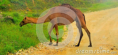 green view camel animal road Stock Photo