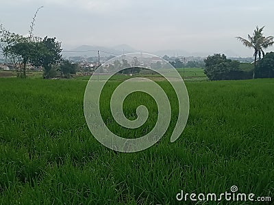 Green view at my village Stock Photo