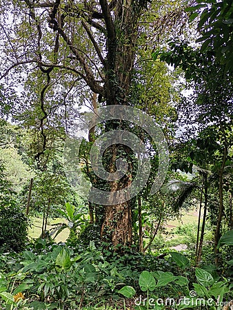 Beautiful tree surround by green creepers and beautiful sun rays come through the spaces. Stock Photo