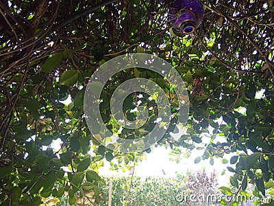 Green Vine jasmine over hang Stock Photo