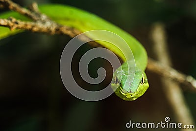 Green vine Snake / Flatbread snake (Oxybelis fulgidus) seen in Monteverde, Costa Rica. Stock Photo