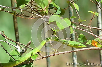 Green vine snake Stock Photo