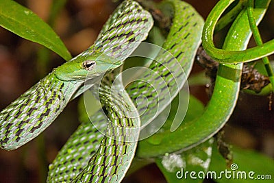 Green Vine Snake, Long-nosed Whip Snake, Sinharaja National Park Rain Forest, Sri Lanka Stock Photo