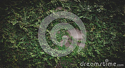 green vines or plant on wall, abstract photography and unique picture Stock Photo