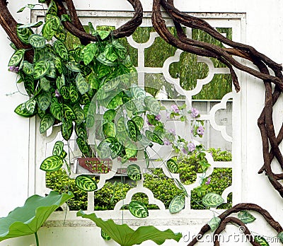 Green vines wrapped around the window Stock Photo