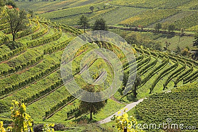 Vineyard field in germany fine structure Stock Photo