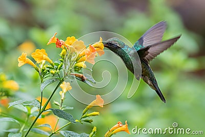 Green Violet-ear - Colibri thalassinus Stock Photo