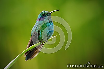 Green Violet-ear, Colibri thalassinus, Hummingbird with green leave in natural habitat, Panama Stock Photo