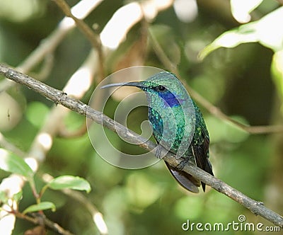 Green violet-ear hummingbird Stock Photo