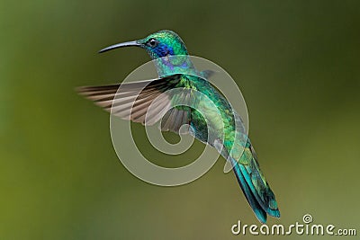 Green Violet-ear Hummingbird in Costa Rica Stock Photo