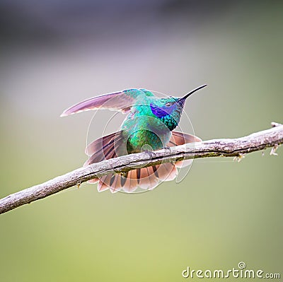 Green Violet Eared Hummingbird. Stock Photo