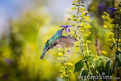 Green Violet Eared Hummingbird. Stock Photo