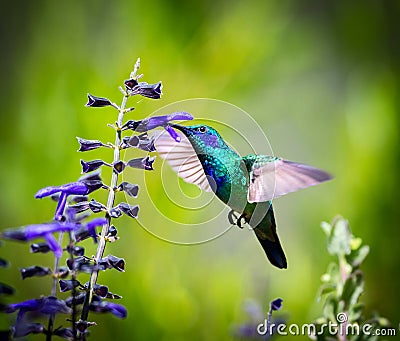 Green Violet Eared Hummingbird. Stock Photo