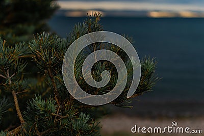 Green volumetric needles fluffy branches of a coniferous Siberian tree, backgroud on Baikal lake nature, coast Stock Photo