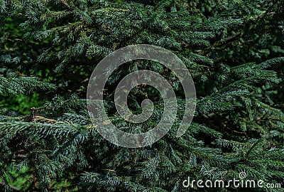 Green volumetric small shiny needles on branches of coniferous Siberian spruce tree in light. Texture Stock Photo