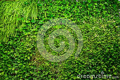 Green wall of different deciduous plants in the interior decoration. Beautiful vivid green leaf wallpaper and environment scene. Stock Photo