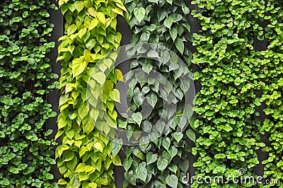 Green Wall Stock Photo