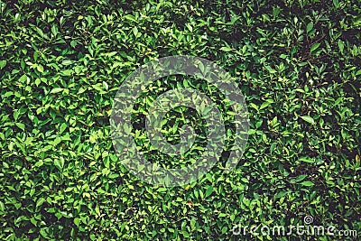 Green wall nature plant background. Tree Texture and Wallpaper concept. Dark tone of natural power. Low key of organic foliage. Stock Photo
