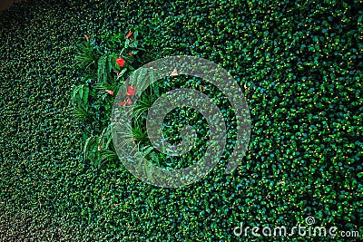 Green wall plants isolation background detail for ECO and modern wooden house technology Stock Photo