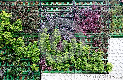 Vertical garden wall background variety of plants Stock Photo