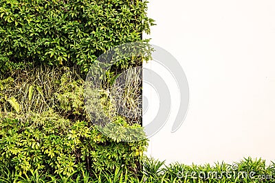 Green wall with white wall for copy space Stock Photo