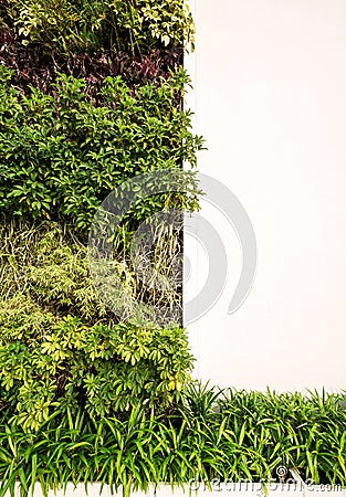 Green wall with white wall for copy space Stock Photo